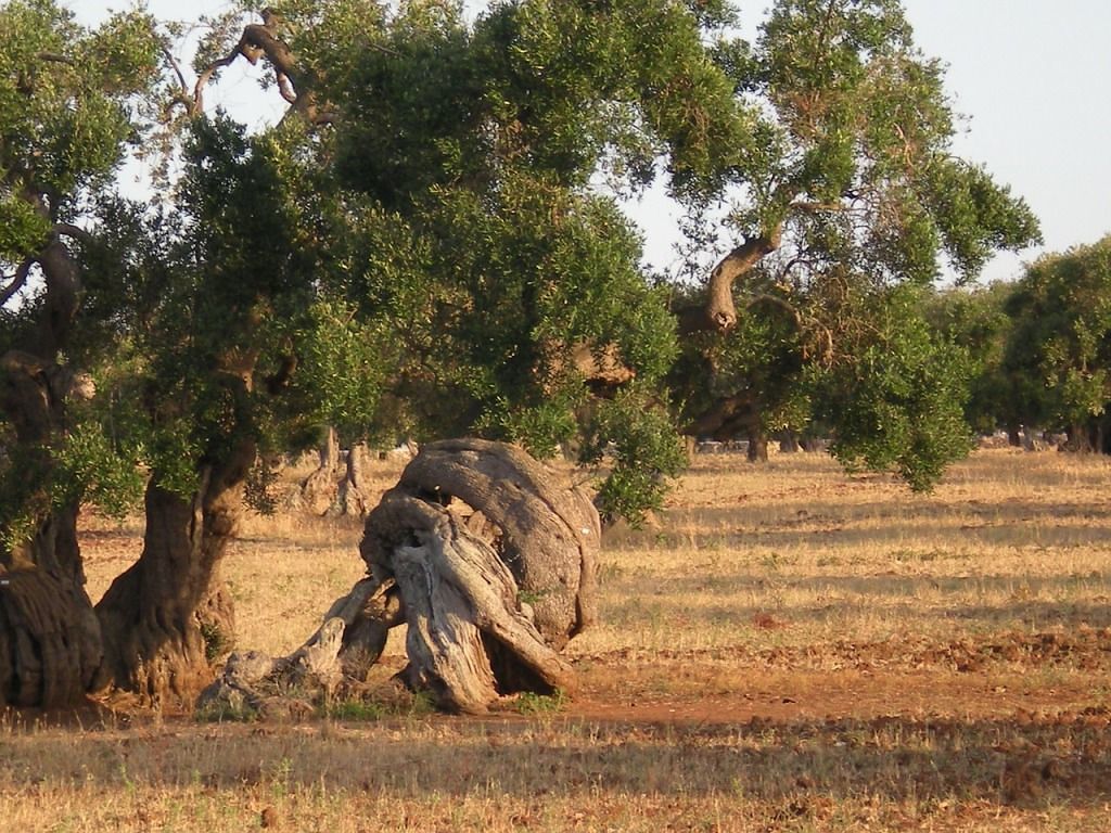 ulivi salentini xylella