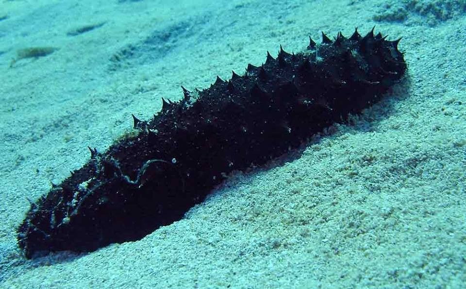 Cetrioli Di Mare Che Piacciono Ai Cinesi