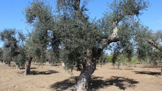 ulivo del salento