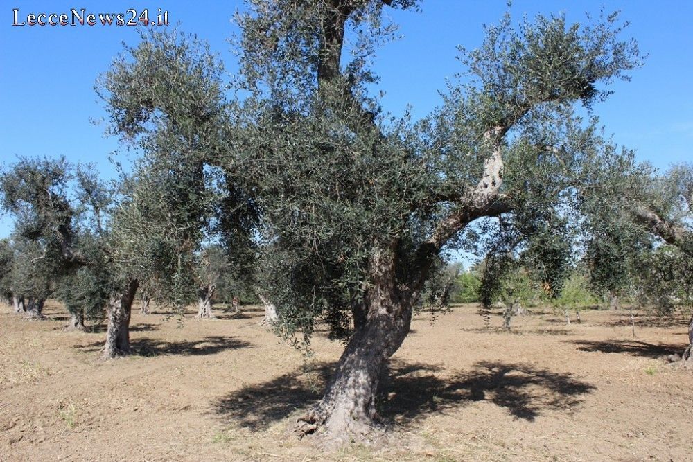 ulivo del salento