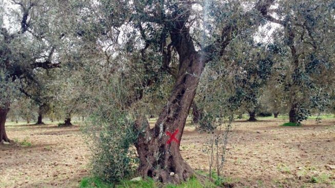 xylella-fastidiosa
