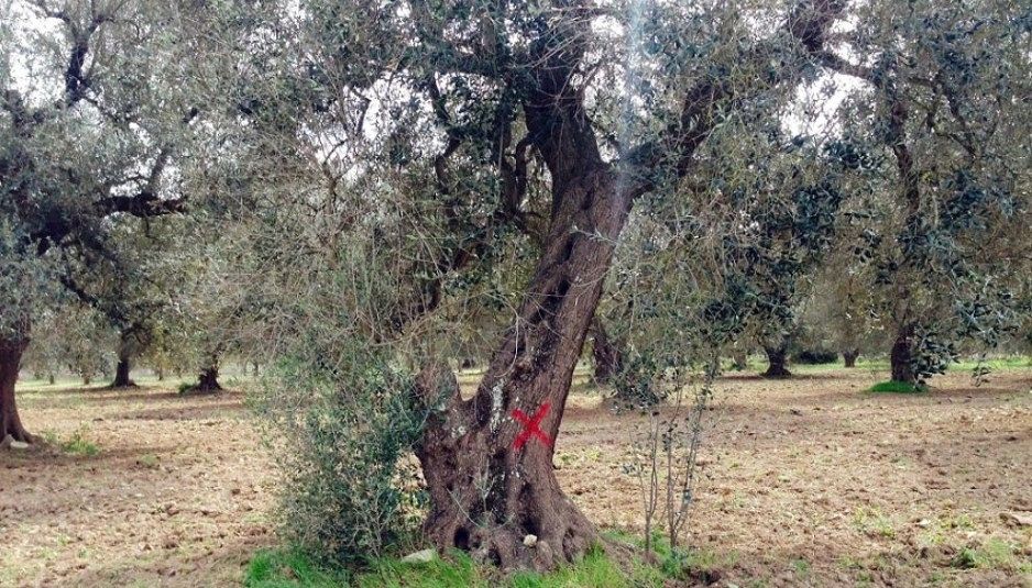 xylella-fastidiosa