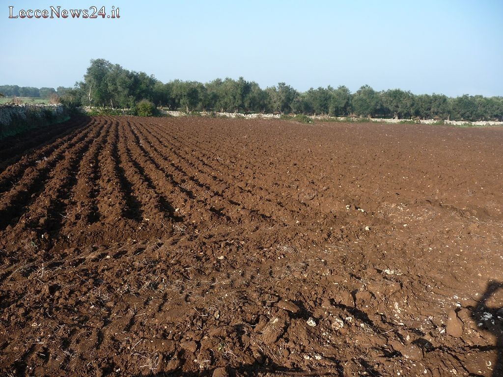 terreno