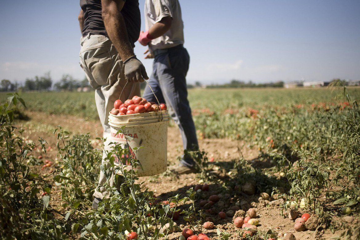 braccianti-campi-pomodori