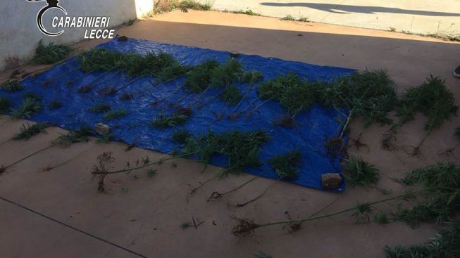 Marijuana-sequestrata-Sambati