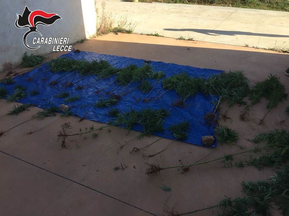 Marijuana-sequestrata-Sambati