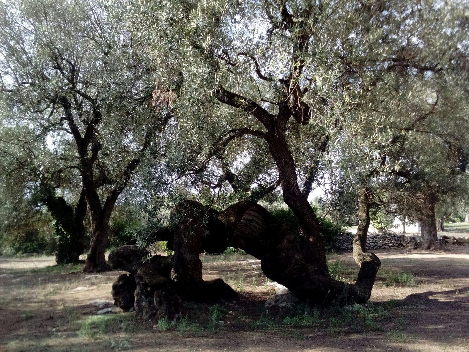 albero-ulivo