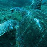 perla-tartaruga-castro