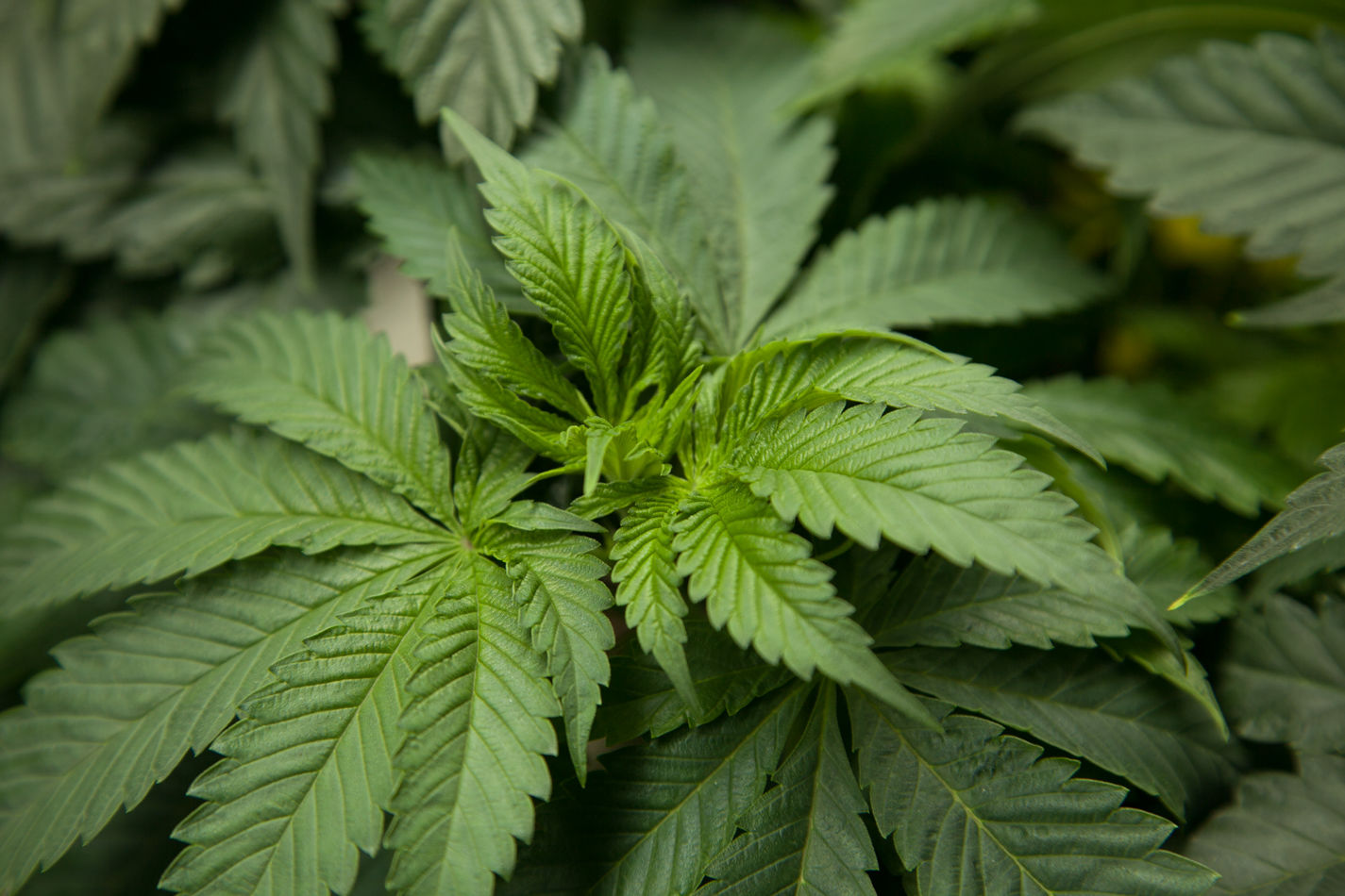 marijuana