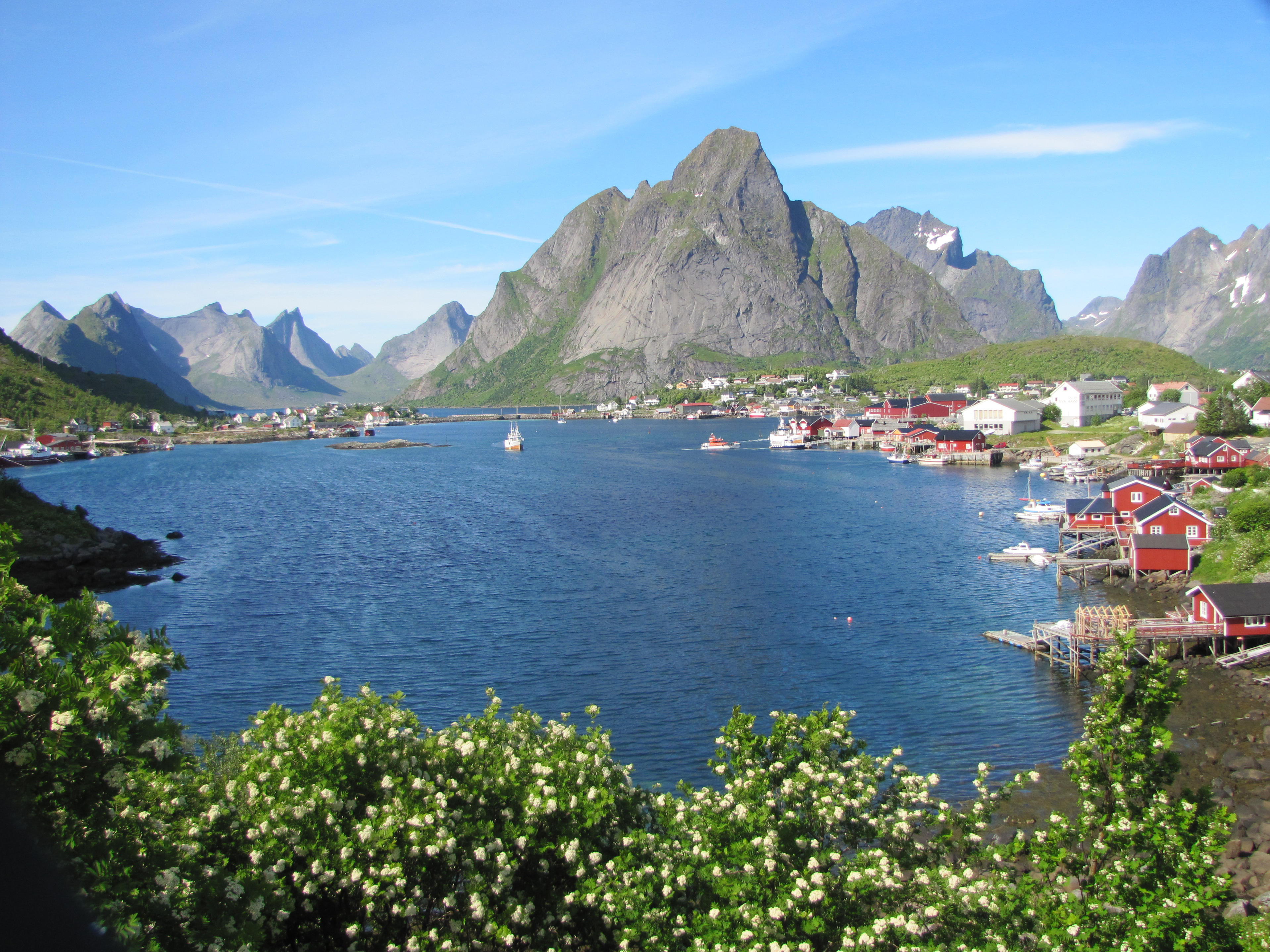 lofoten-urso