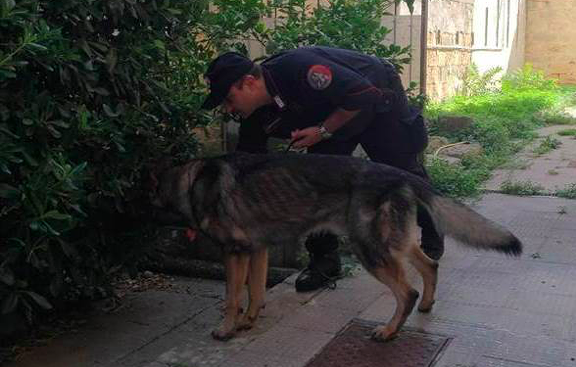 unità-cinofila-carabinieri