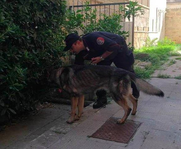 unità-cinofila-carabinieri