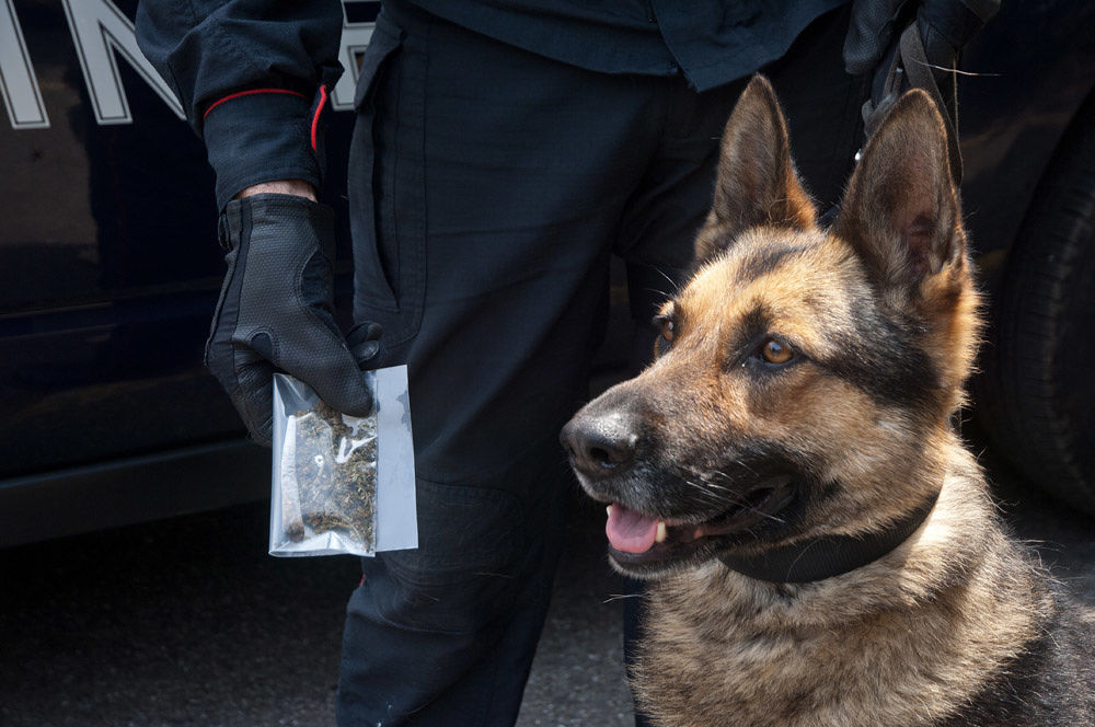 controlli-antidroga-cani-