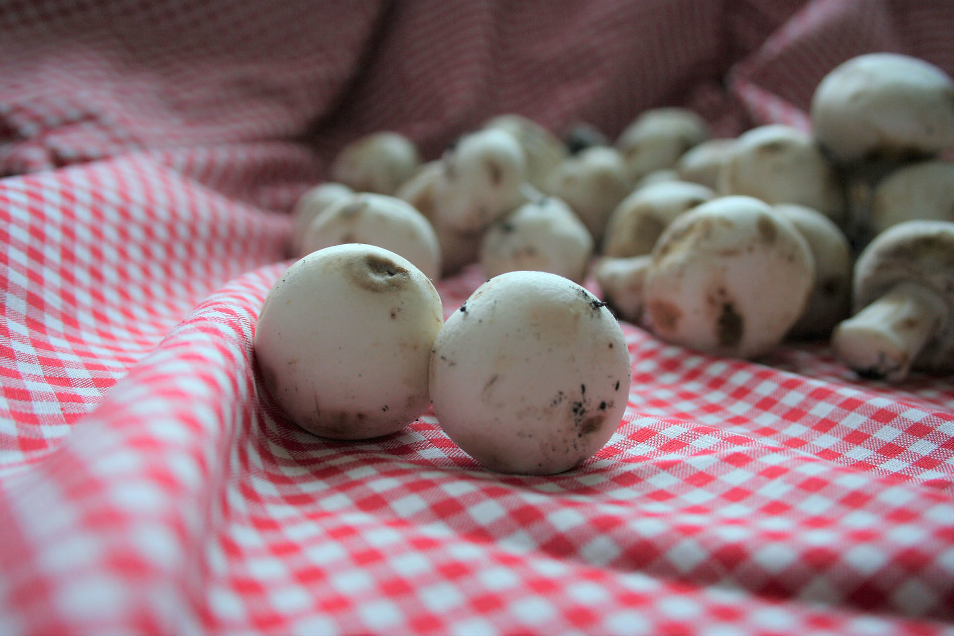 funghi-non-commestibili