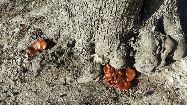 funghi-pericolosi-intossicazioni