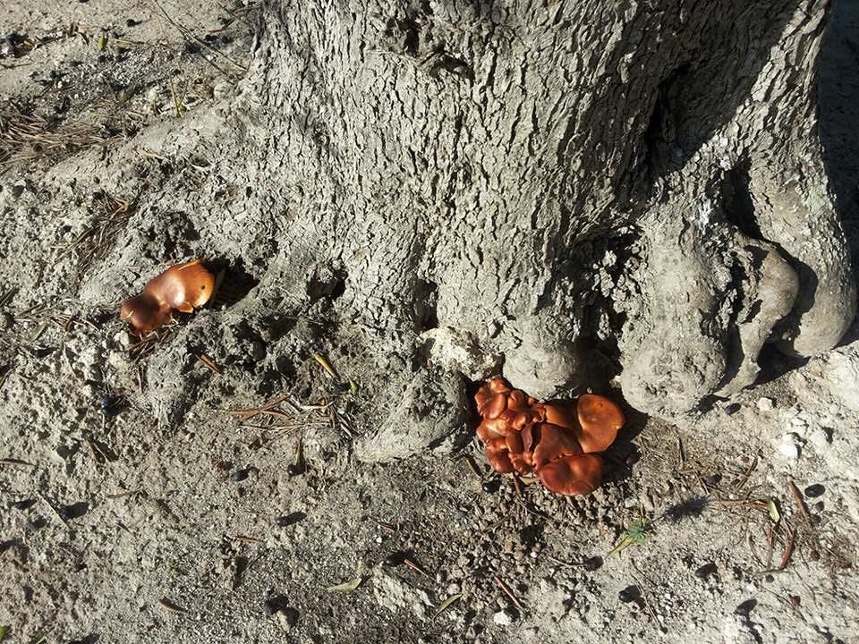 funghi-pericolosi-intossicazioni