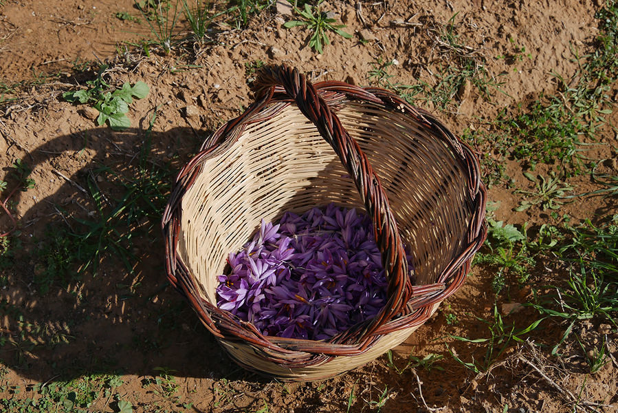 fiori-raccolta-zafferano