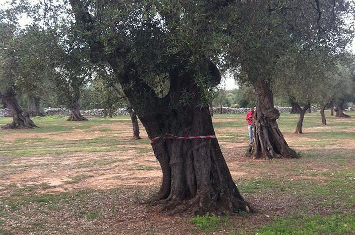 alberi-potati-tap