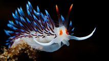 nudibranco-cratena-peregrina