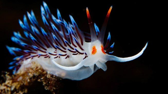 nudibranco-cratena-peregrina
