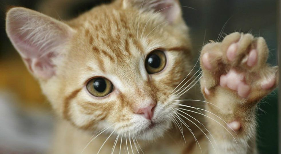 gatto-randagio