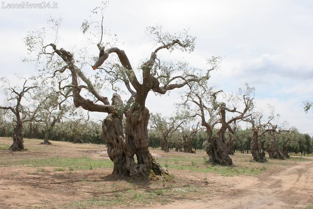 emergenza-xylella-salento.jpg