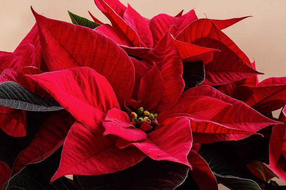 stella-di-natale-pianta