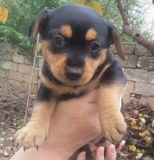 cucciolo-cane