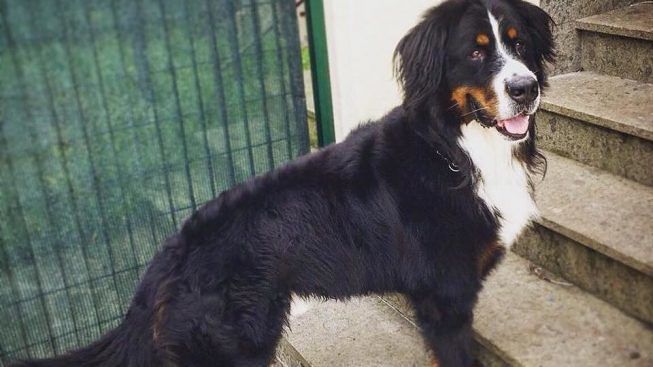 addio-alessandra-amoroso-morte-cane-buddy