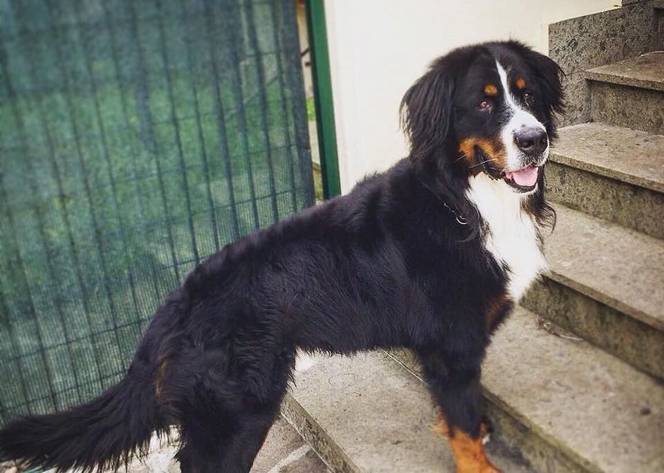 addio-alessandra-amoroso-morte-cane-buddy