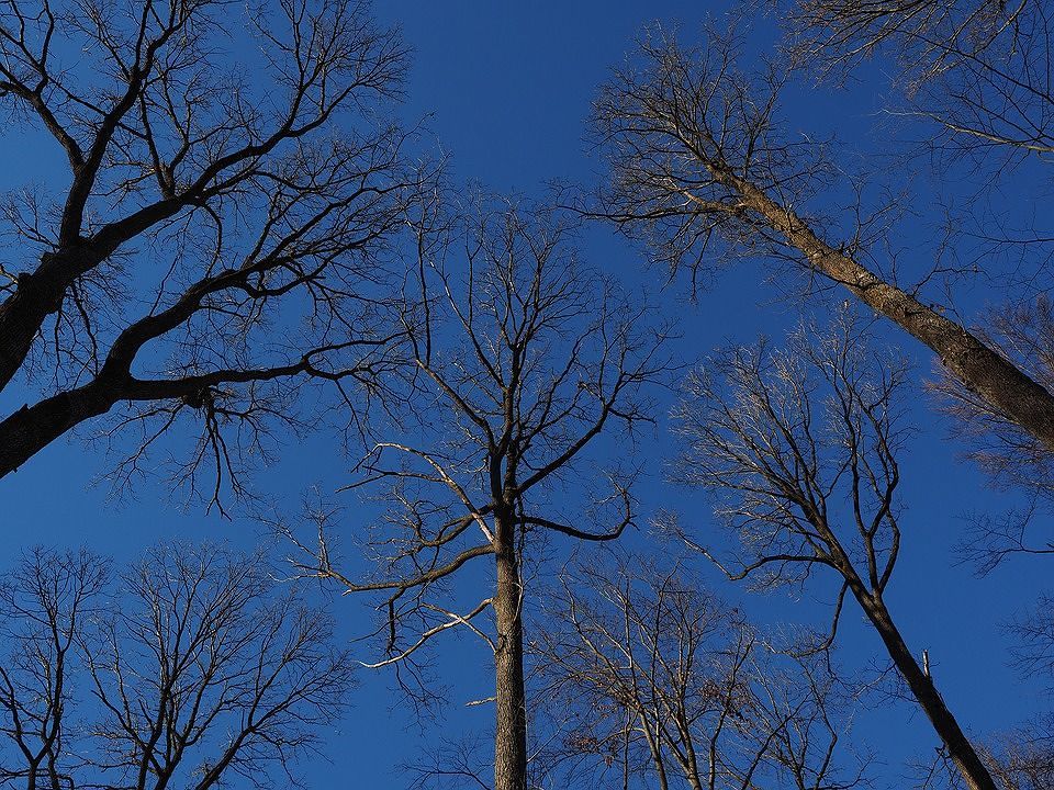 Passeggiate nel bosco alla scoperta della natura