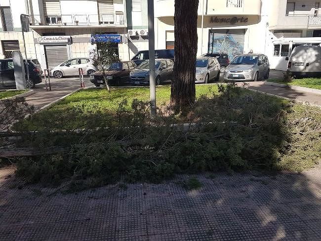 ramo-albero