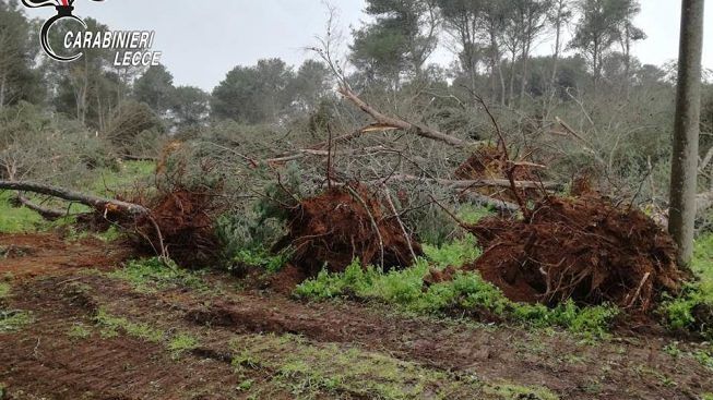 pino-abbattuto