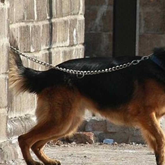 cane