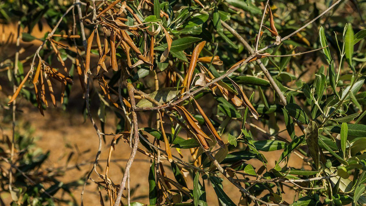 xylella-fastidiosa