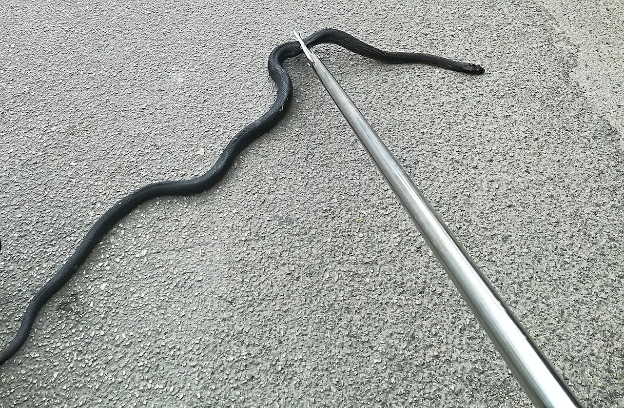 Serpente-innocuo-semina-panico-nardo