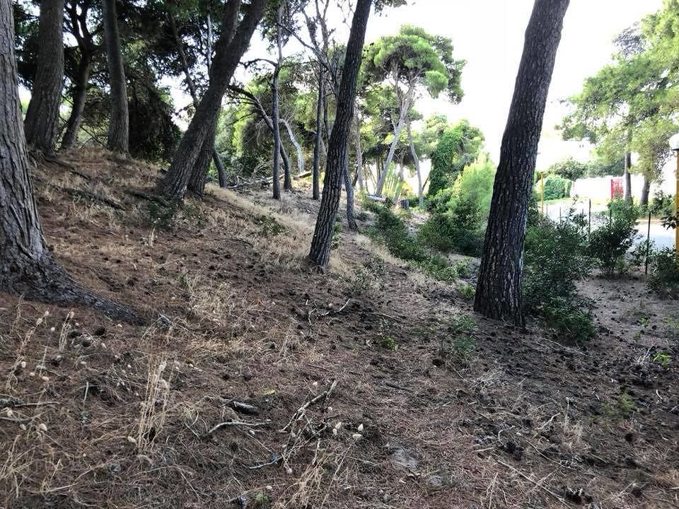 pineta