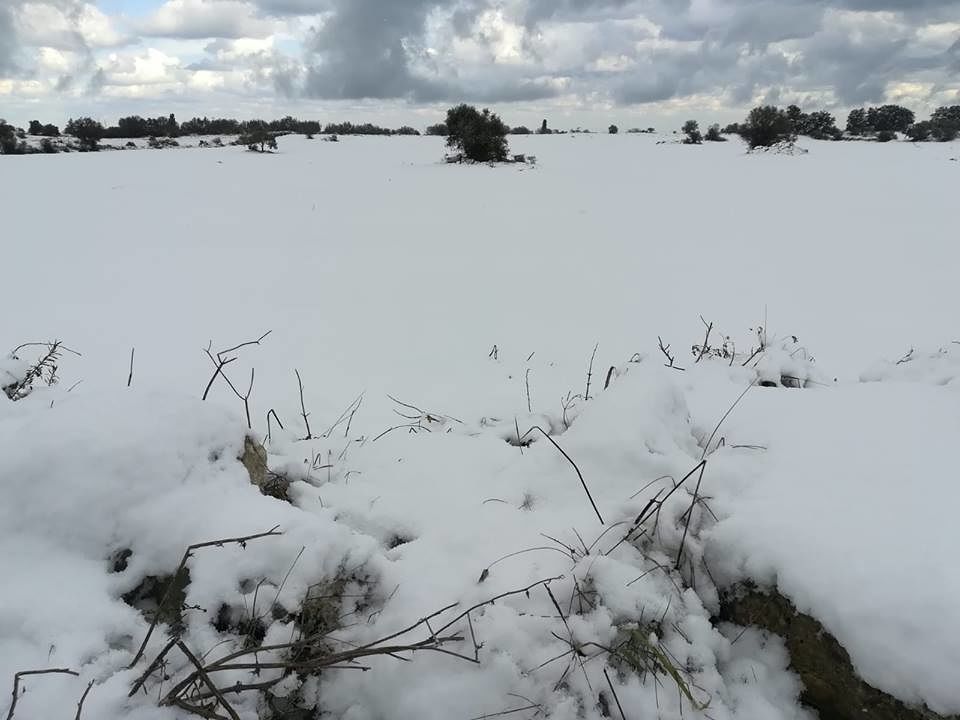 campagna salentina sotto la neve
