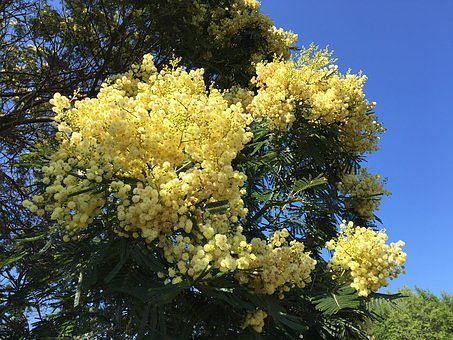 mimose-donne