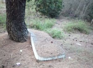 spazzatura-boschetto-vicino riserva le cesine