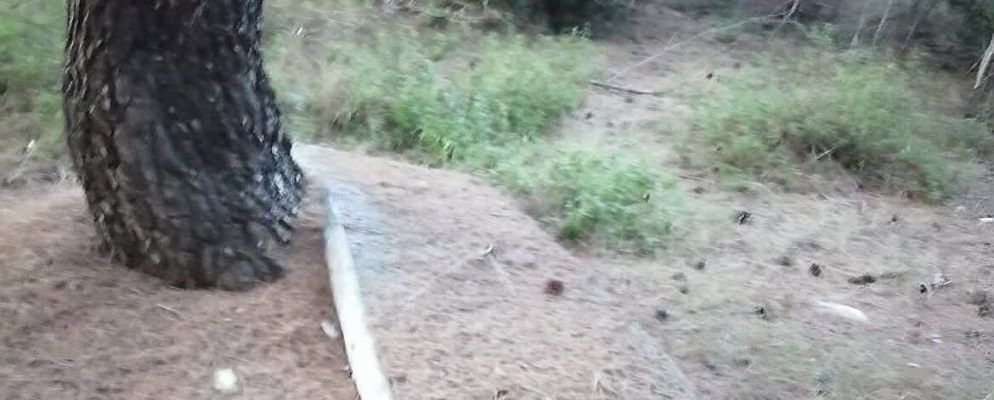 spazzatura-boschetto-vicino riserva le cesine