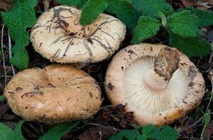 Lactarius tesquorum o Marieddru – commestibile