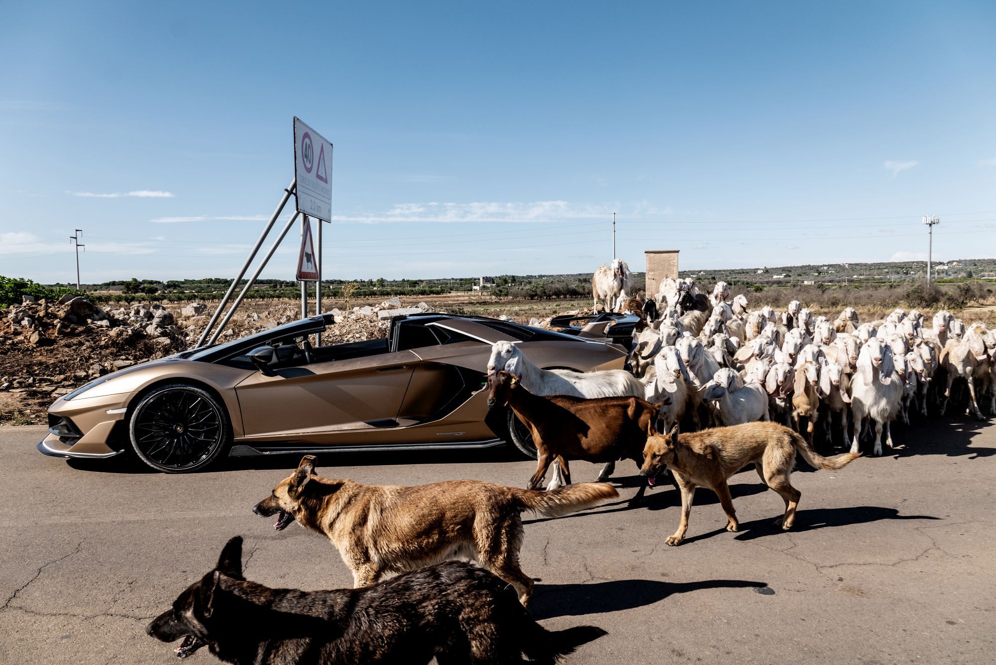 Ugento. Apulia. Italy. 21/06/2020
The Lamborghini Aventador SVJ is surrounded by sheeps and dogs. 
The sheperd is bringing the animals to pasture in the Apulian countryside.

Gabriele Micalizzi for Lamborghini.