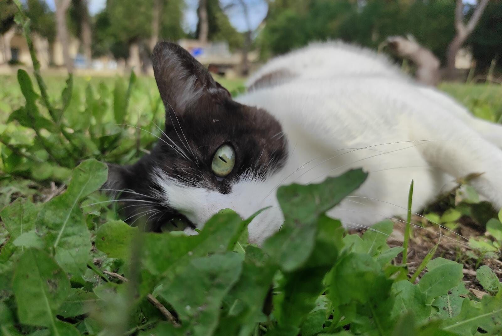 gina colonia felina