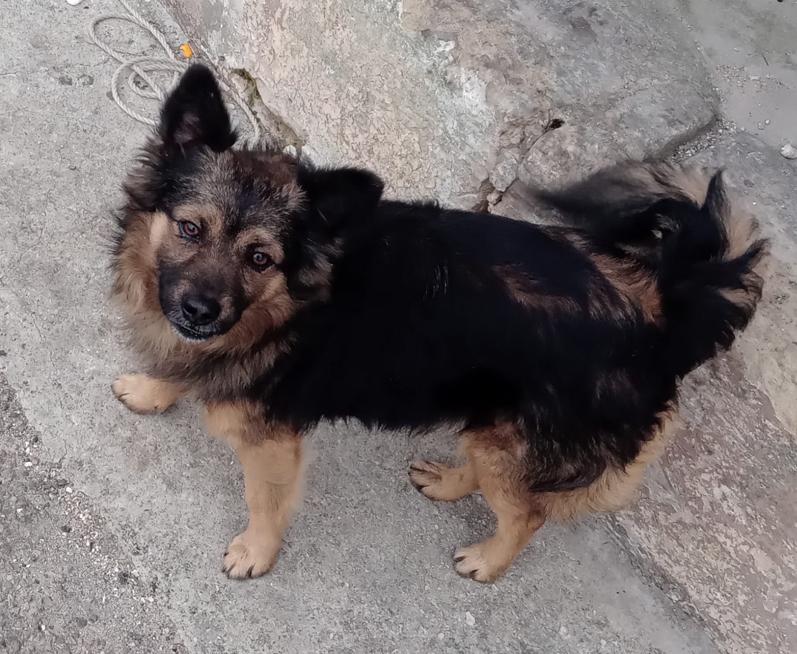 Chico