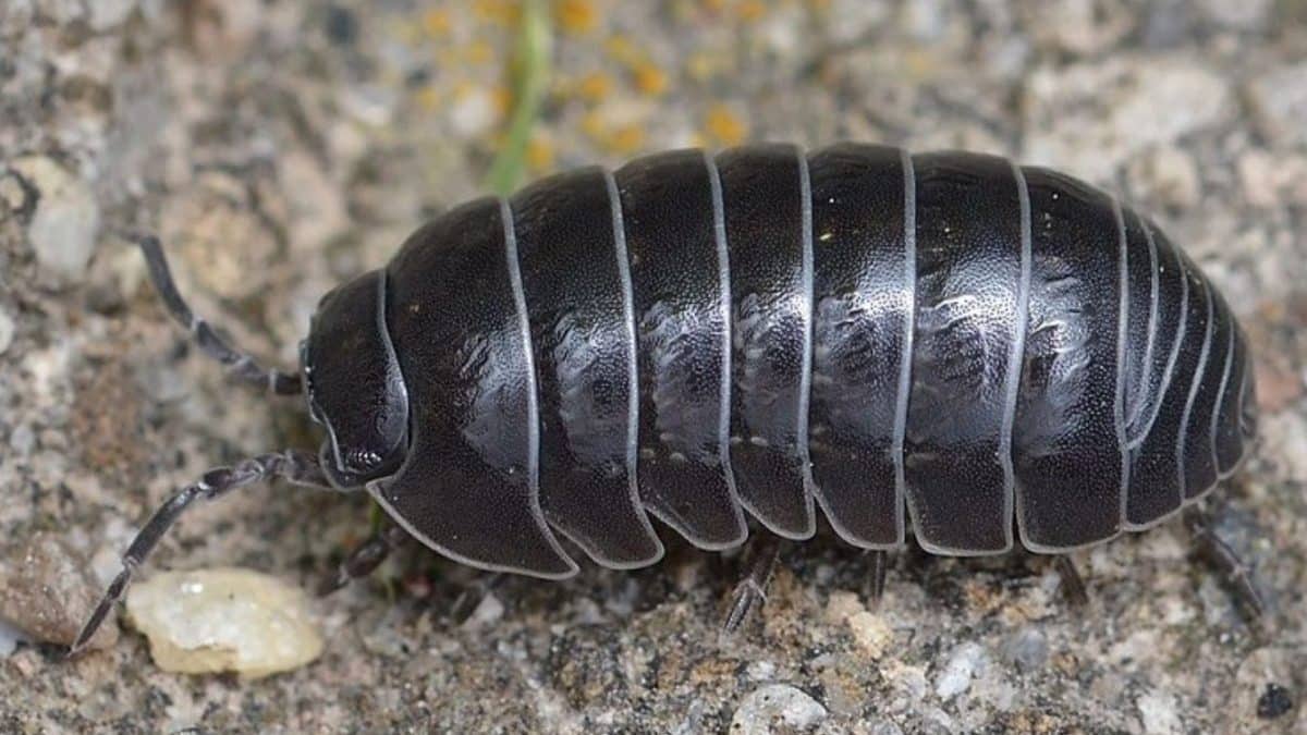 Si scrive porcellini di terra ma