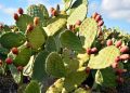 Detail of the plants and the fruit of the prickly pear cactus
