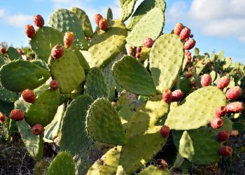 Detail of the plants and the fruit of the prickly pear cactus