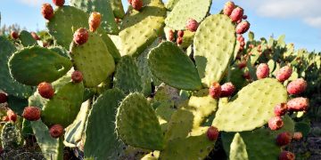 Detail of the plants and the fruit of the prickly pear cactus