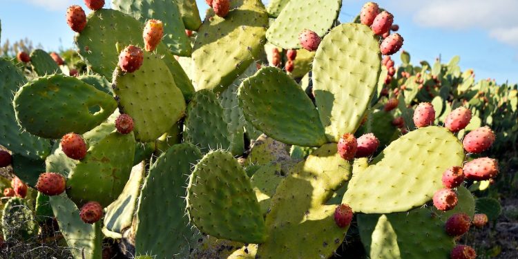 Detail of the plants and the fruit of the prickly pear cactus